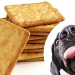 Can Dogs Eat Graham Crackers Are Graham Crackers Safe For Dogs?