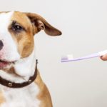 The Ultimate Guide to Dog Dental Care: Tips for a Healthy Canine Smile